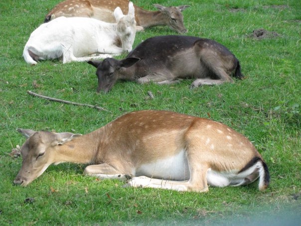 Разнообразие животного мира (фото 6)