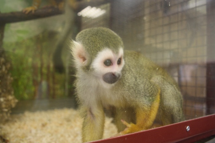 Псков. Эколого-биологический центр. Часть 2 (фото 7)