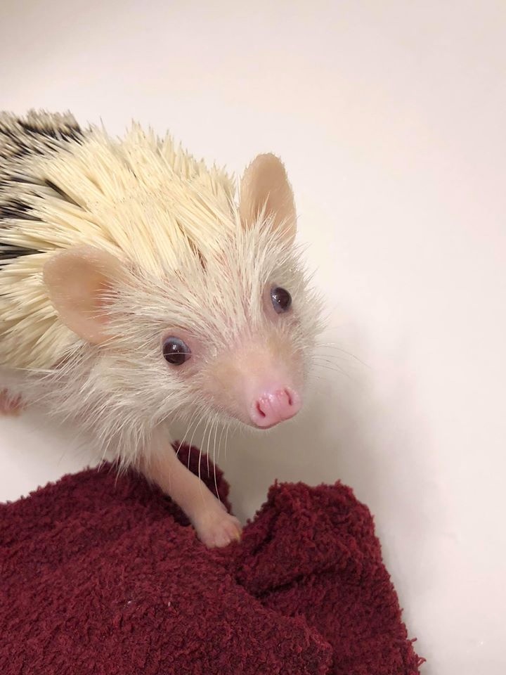 Любительские фотографии Ежей (выпуск 1) | Бэйбики Любительские фотографии Ежей (выпуск 1)