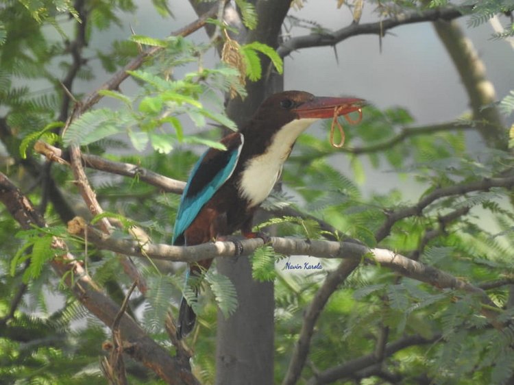 Любителям природы - профессиональные фотографии (выпуск 4) (фото 9)