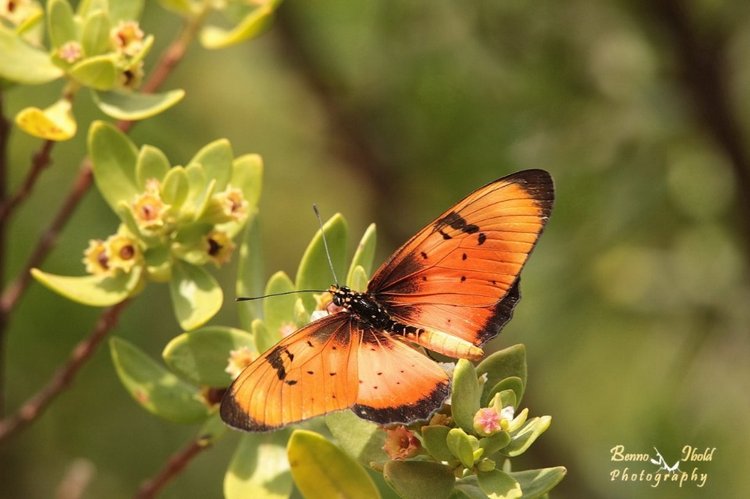 Любителям природы - профессиональные фотографии (выпуск 4)
