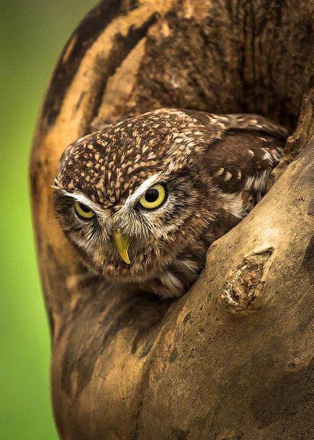 Любительские и профессиональные фотографии Сов (выпуск 2)