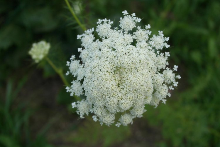 Мои куклы Kidz'n'Cats. Леночка 2015