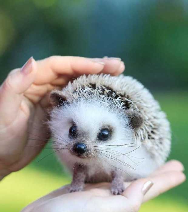 Ожившие зверушки, реализм и эстетика (фото 2)