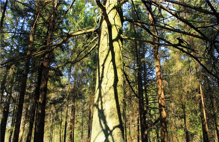 Савватьева Пустынь, Тверская область