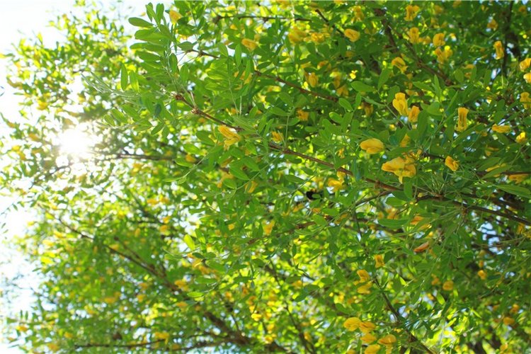 Эля в Иванишах. Twinkles Ella Chocolate