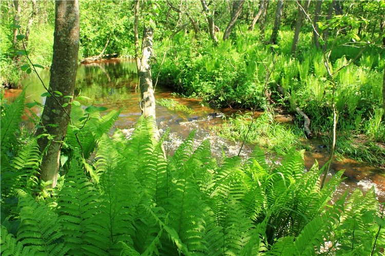 Затерянный Мир — Красивая природа и цветы: фото пейзажей (фото 2)