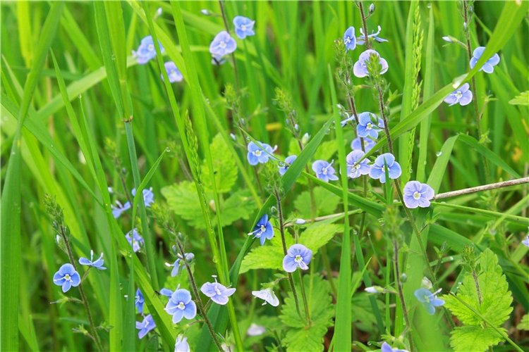 Солнечное поле. Twinkles Ella Chocolate