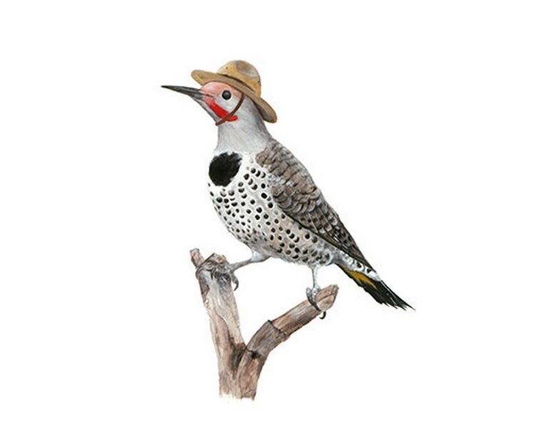 Birdswithhats - Авторские зарисовки "Птицы в шляпах" by Matt Decker (фото 10)