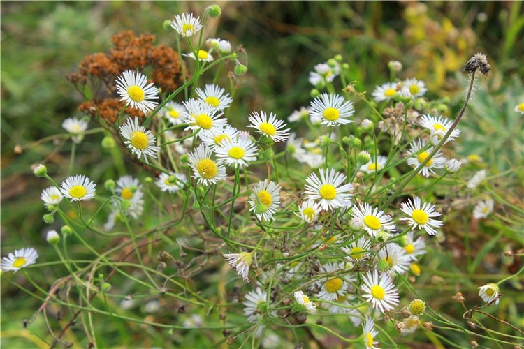 Путешествие Имани на Волгу, продолжение. Mini Imani от Kaye Wiggs