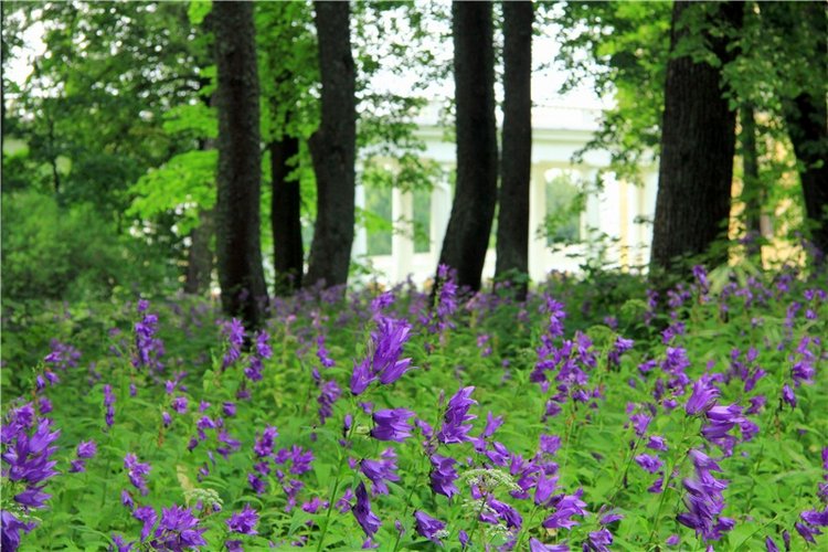 Путешествие Виолы в Усадьбу Знаменское-Раёк