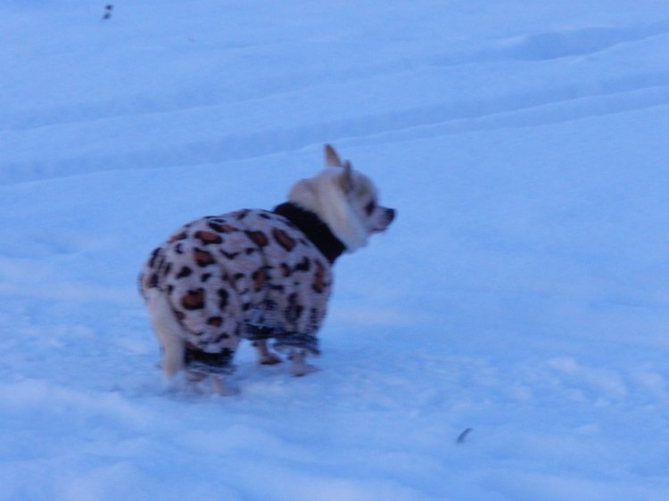 Кристинкина прогулка — Куклы Sissel Skille (Сиссель Скилле): Gotz