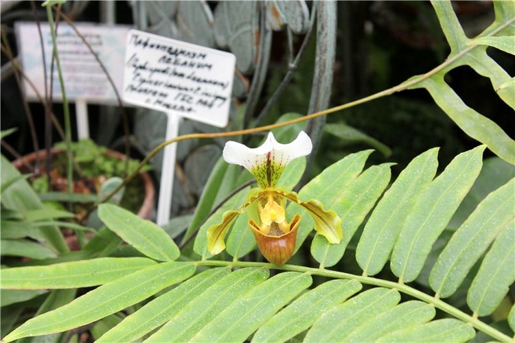 Тверской Ботанический Сад, продолжение | Бэйбики Тверской Ботанический Сад, продолжение