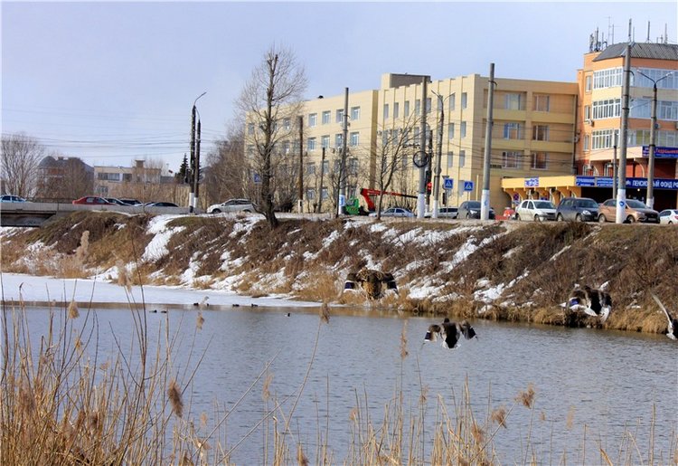 Выставка тюльпанов в Твери, продолжение (фото 6)