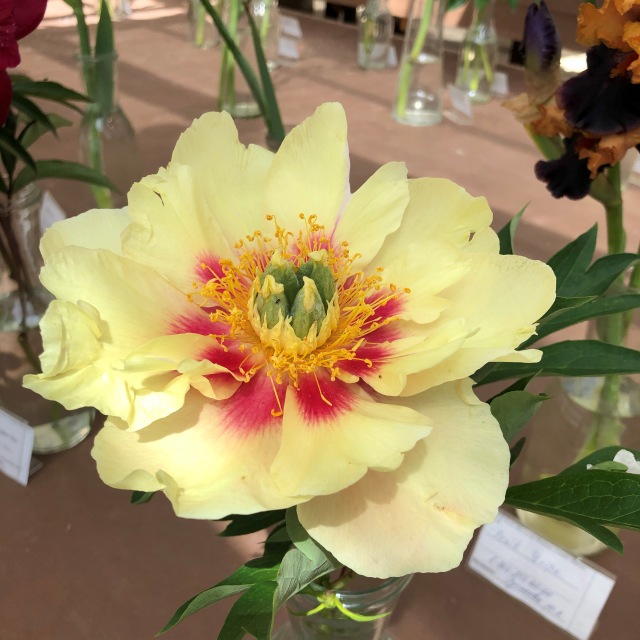 Тони Старк: приключения без брони. И снова Аптекарский огород | Бэйбики Тони Старк: приключения без брони. И снова Аптекарский огород