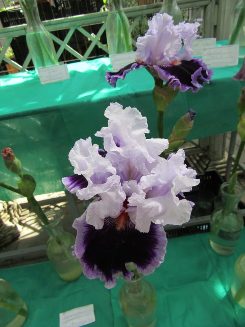 Тони Старк: приключения без брони. И снова Аптекарский огород | Бэйбики Тони Старк: приключения без брони. И снова Аптекарский огород