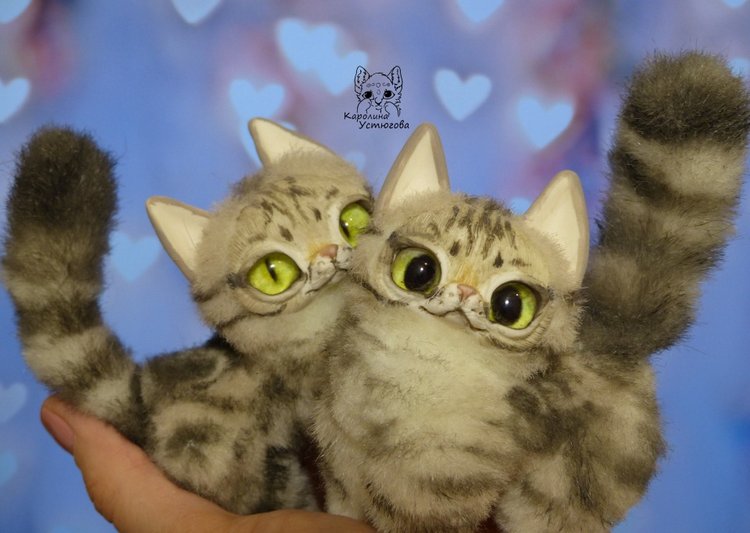 Американские короткошерстные котята (фото 4)