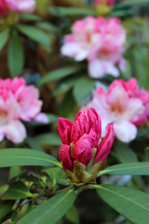 Sonja гуляет в саду. Коллекционная кукла от Helen Kish (фото 8)