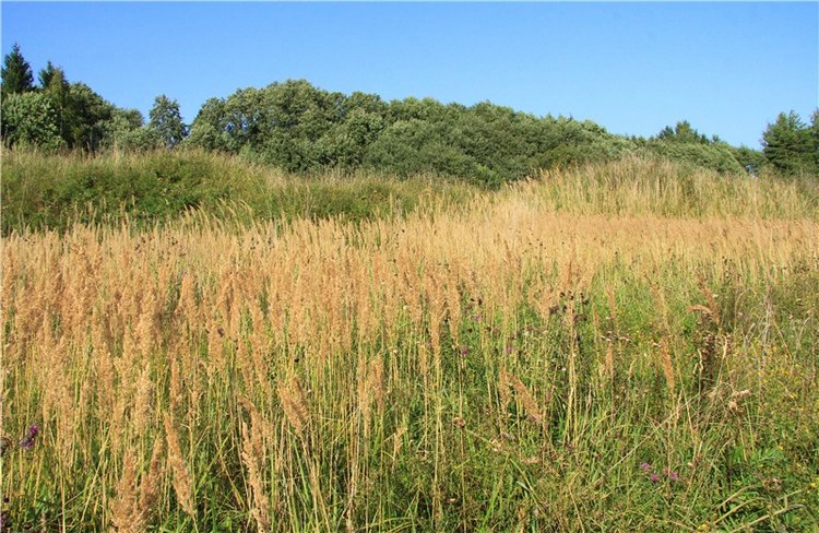 Инопланетянка Нийя. Custom Blythe Doll UFO Go Go Takara