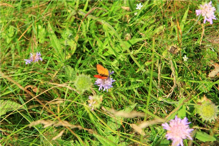 Девочка и Ёжик. Minifee Miyu FairlyLand | Бэйбики Девочка и Ёжик. Minifee Miyu FairlyLand