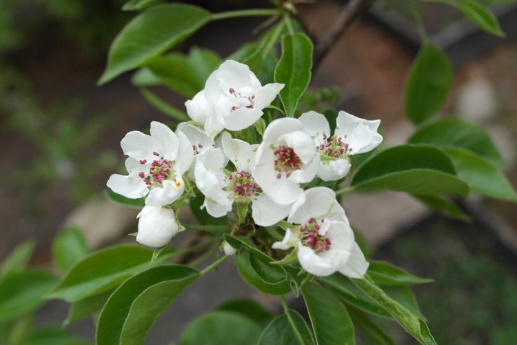 Трудное решение — Куклы Kidz'n'Cats (Соня Хартман): шарнирные 46 см