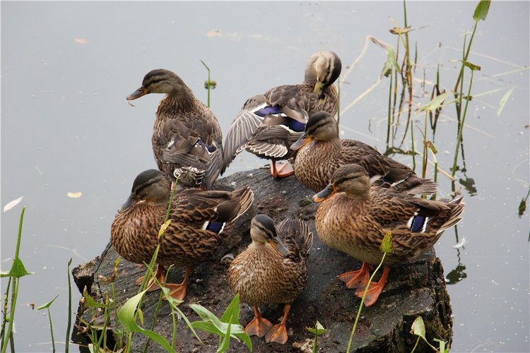 Один раз в год сады цветут (фото 8)