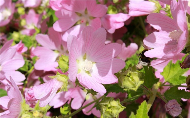 Любимая Старица. Свято-Успенский мужской монастырь