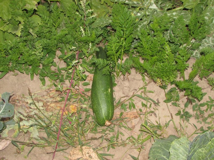 Путешествие в Нижегородскую область - часть 3 - Тимошка на усадьбе