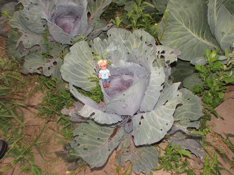 Путешествие в Нижегородскую область - часть 3 - Тимошка на усадьбе (фото 8)