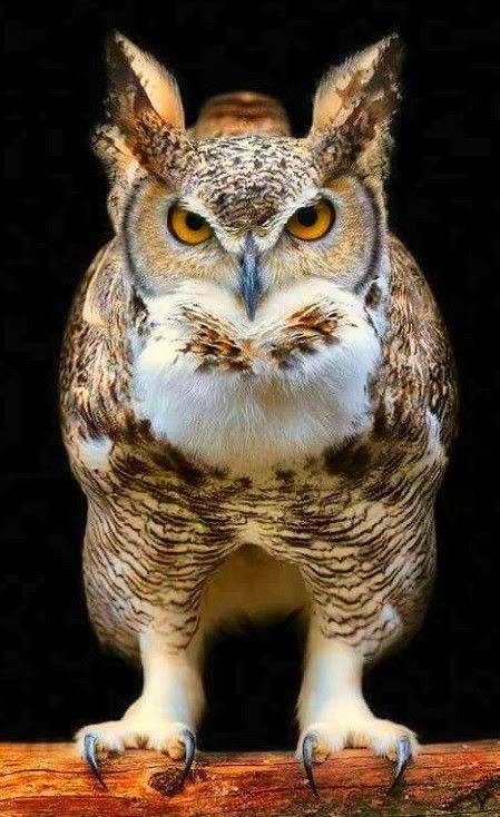 Любительские и профессиональные фотографии Сов (выпуск 2)