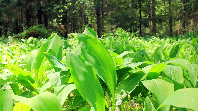 Ландышевый Лес. Twinkles Ella Chocolate