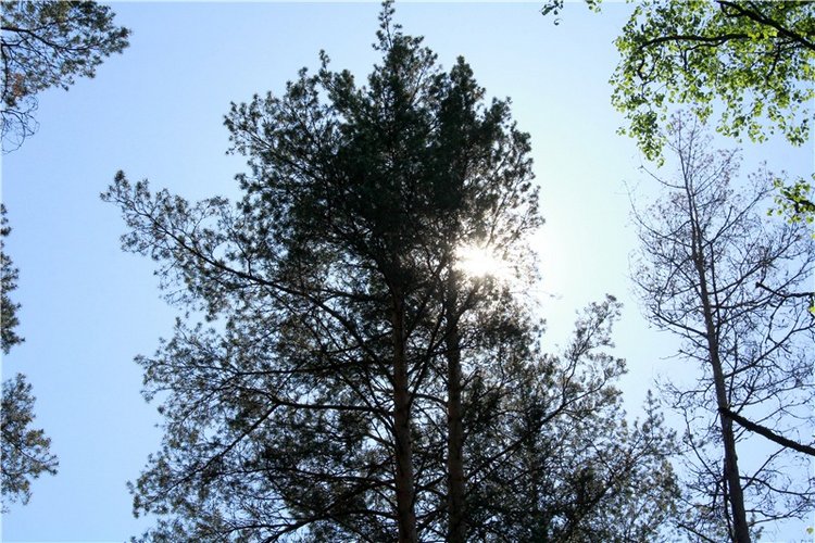 Ландышевый Лес. Twinkles Ella Chocolate