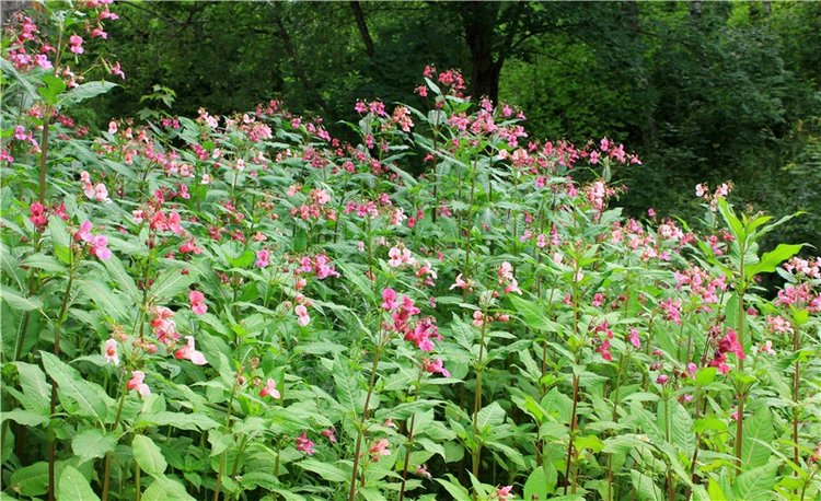 Июльское путешествие в Старицу, продолжение