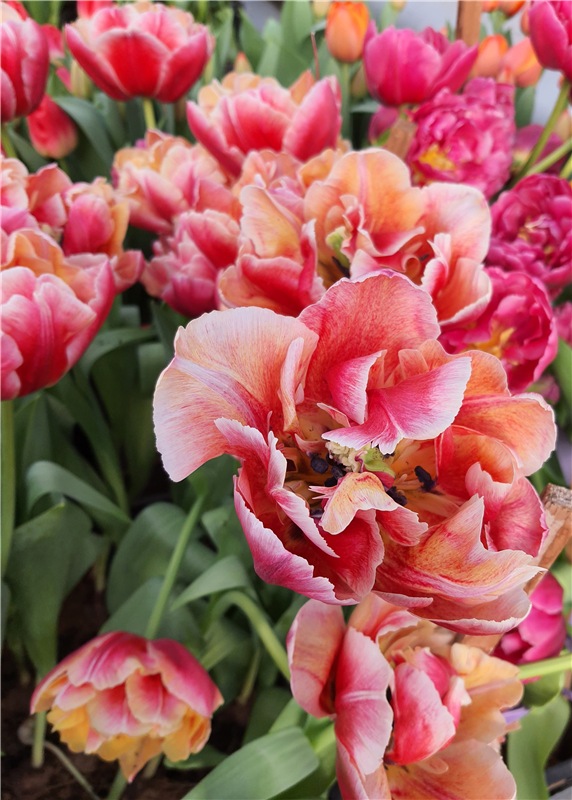 Выставка тюльпанов в Твери (фото 4)