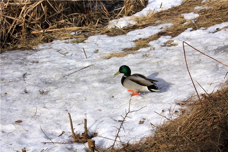 Выставка тюльпанов в Твери, продолжение (фото 10)