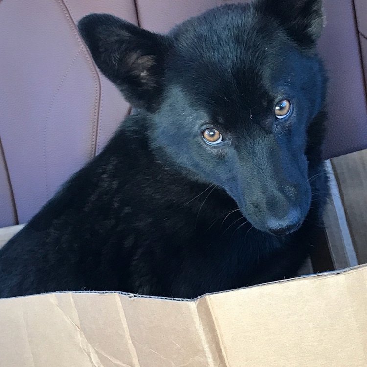 Нужна помощь собакам — Болталка и разговоры обо всем: жизнь