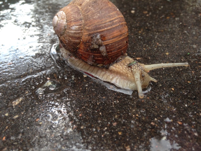 Как мы фотографировали улитку с Mui-chan