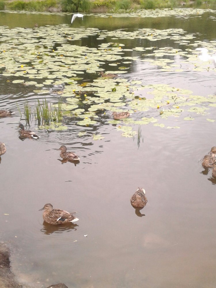 Наше лето, часть 1 — Куклы и тела Obitsu (Обитсу): 1/6 (фото 8)