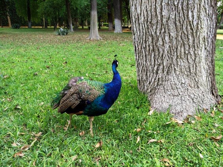 Тайна моего имени. Часть восьмая. Испания, Севилья. Колумб повсюду
