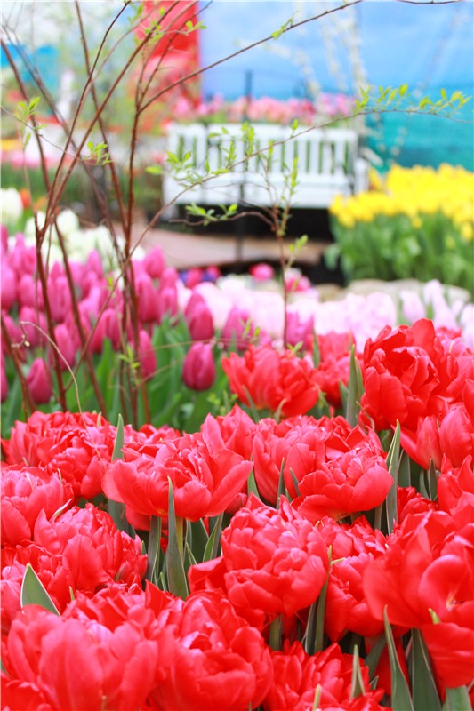 Тюльпановый Рай, продолжение. Выставка тюльпанов в Твери. Mini Layla elf Sunkissed skin от Kaye Wiggs