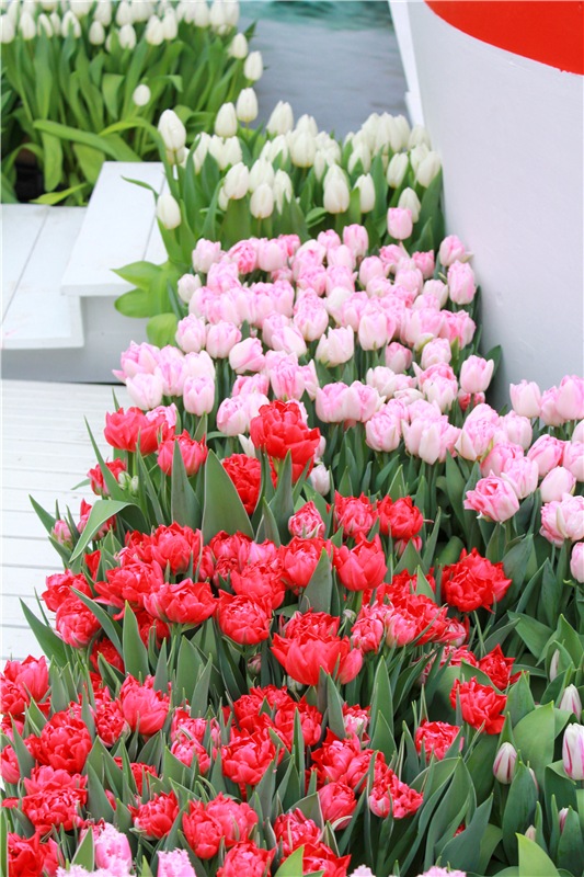 Тюльпановый Рай, продолжение. Выставка тюльпанов в Твери. Mini Layla elf Sunkissed skin от Kaye Wiggs