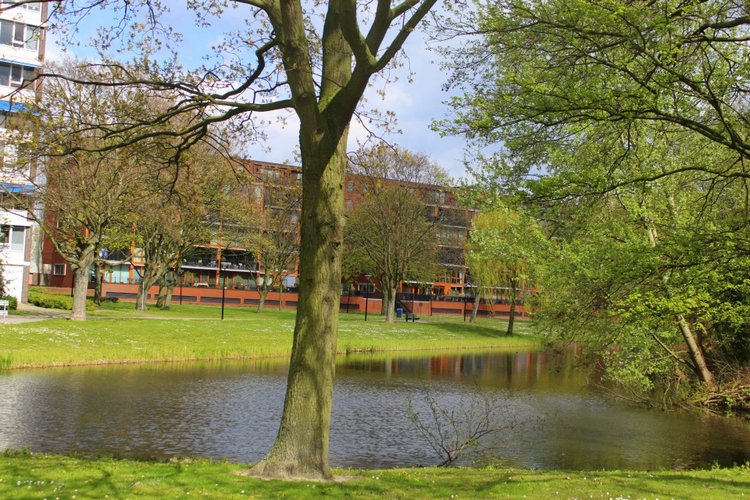 Цветущая Сакура. Прогулка по парку с Алисой. Весенние зарисовки