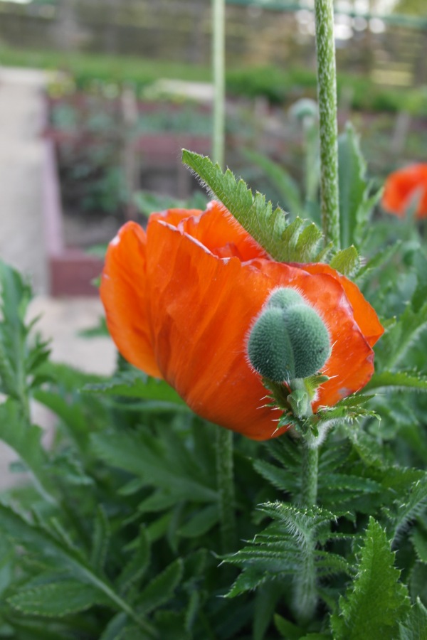 Есенинские тропинки. Часть 2