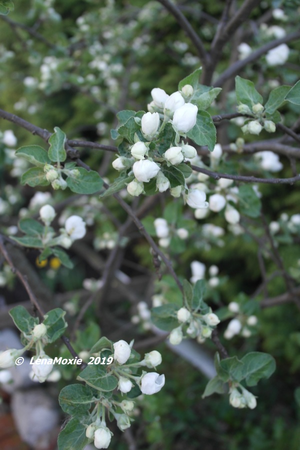 Яблоневые лепестки — Куклы Zwergnase (Цвергназе/Цверги): фото