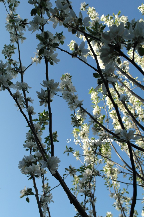 Яблоневые лепестки — Куклы Zwergnase (Цвергназе/Цверги): фото (фото 10)