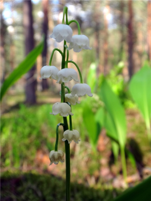 Ландышевая Сказка — Куклы Heidi Plusczok (Хайди/Хейди Плюсчок) — фото
