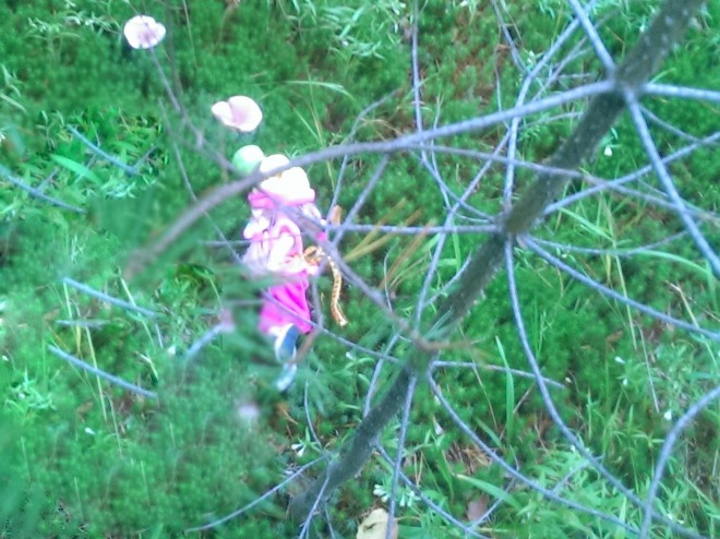 Лесные приключения... Волшебство, сосны, грибы, полетаем)