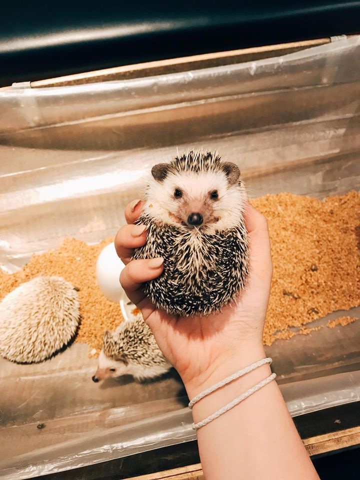 Любительские фотографии Ежей (выпуск 1) | Бэйбики Любительские фотографии Ежей (выпуск 1)