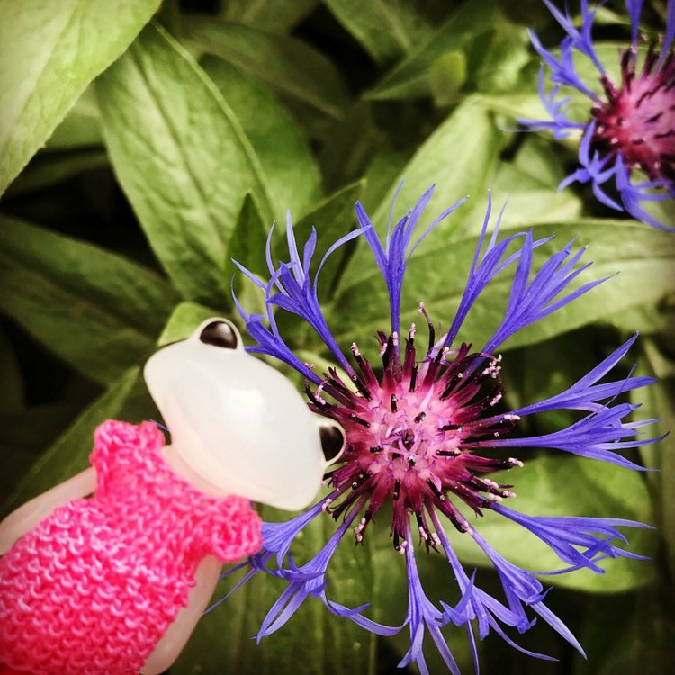 Маленькие лягушата Wonder Frog и цветы (фото 4)