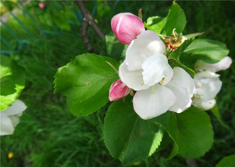 Просто Весна — Красивая природа и цветы: фото пейзажей